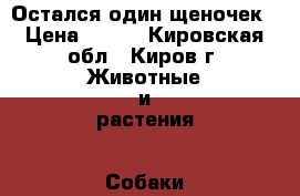 Остался один щеночек › Цена ­ 500 - Кировская обл., Киров г. Животные и растения » Собаки   . Кировская обл.,Киров г.